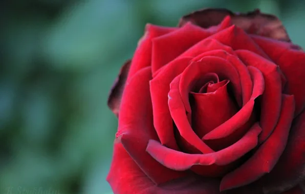 Close-up, red rose, blurred background