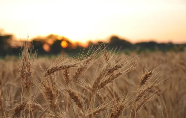 Wheat, field, macro, background, widescreen, Wallpaper, rye, blur