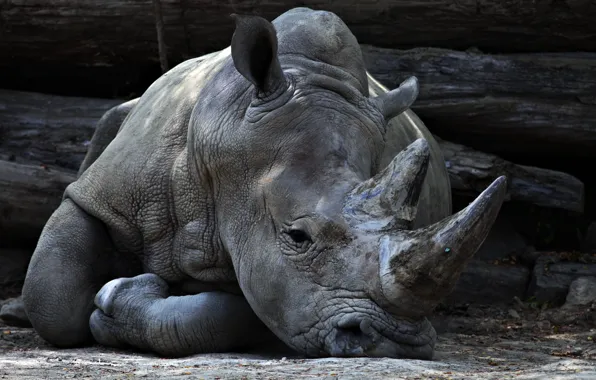 Look, Rhino, zoo