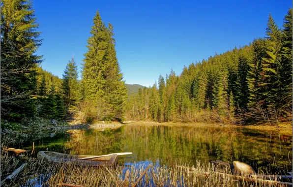 Forest, nature, lake, photo, boat, Transcarpathia