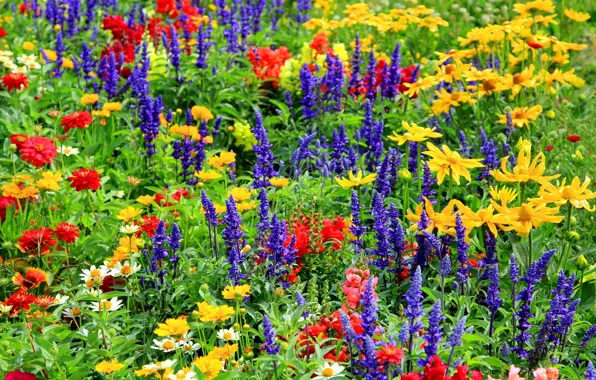 Picture field, nature, petals, meadow