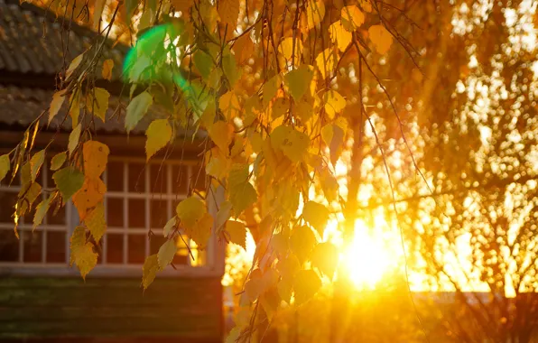 Autumn, leaves, the sun, sunset, nature, house, tree, birch