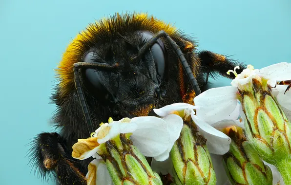 Flower, macro, insect, Bumblebee, Shapovalov Andrey