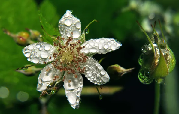Picture drops, BlackBerry, inflorescence