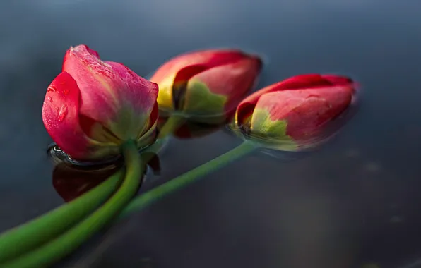 Picture water, drops, flowers, red, bouquet, spring, stem, tulips