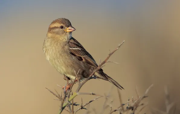 Bird, branch, bird, pichuga