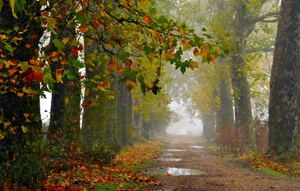 Picture road, autumn, landscape