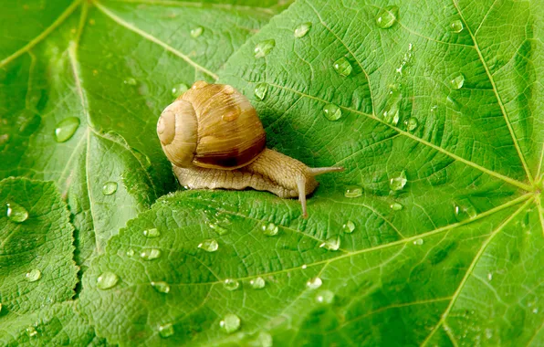 Picture macro, sheet, Rosa, snail