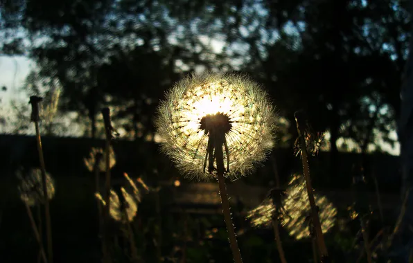 Picture the sun, nature, dandelion