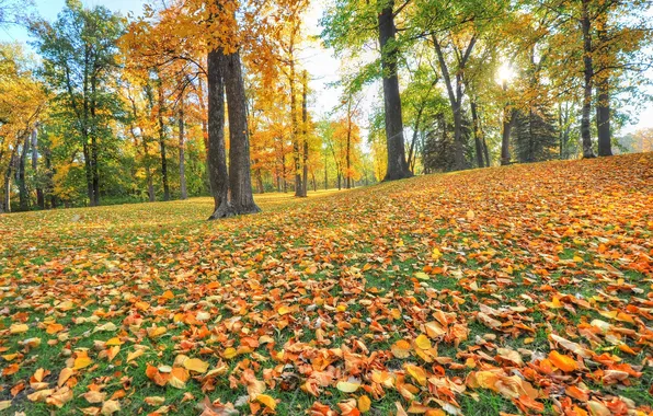 Autumn, grass, leaves, trees, Park