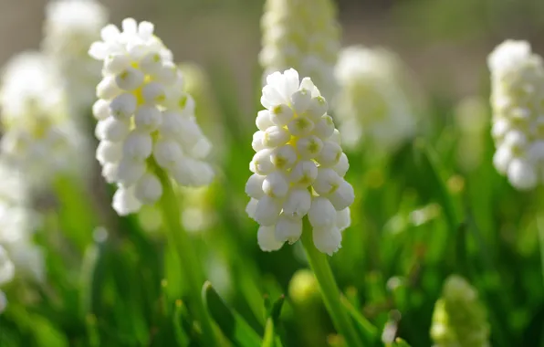 Picture macro, flowers, nature, plant, beauty, spring, may, Muscari