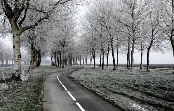 Frost, road, trees