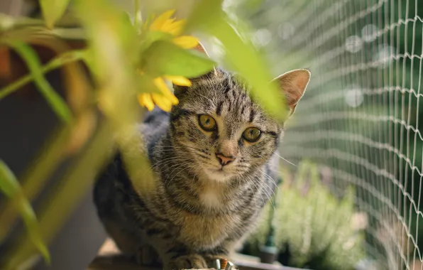 Cat, look, flowers, kitty, grey, mesh, the fence, face