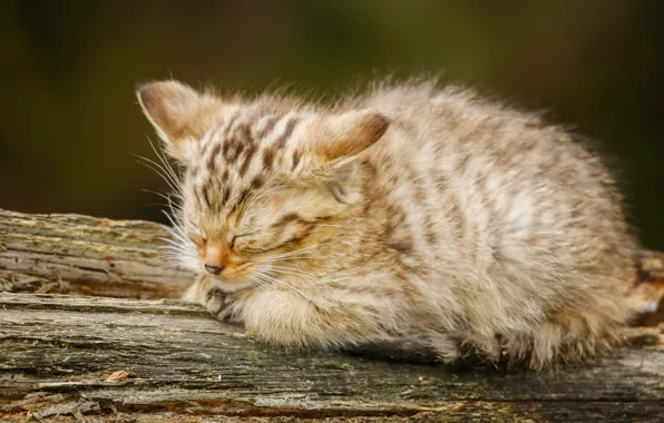 Cat, look, background