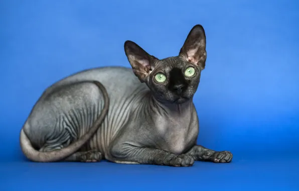 Cat, cat, look, face, lies, blue background, Sphinx