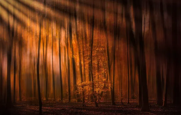 Picture autumn, forest, trees