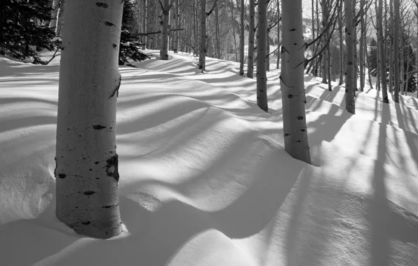 Winter, forest, snow, trees, grove, aspen
