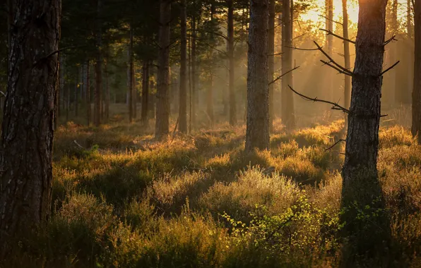 Forest, grass, the sun, rays, light, branches, fog, trunk
