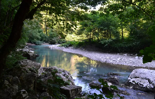 River, Summer, grove, boxwood, Sochi