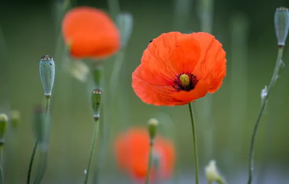Summer, flowers, Mac, Maki, red, green background, bokeh