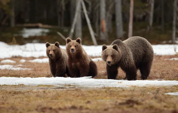Autumn, forest, look, snow, nature, pose, bear, bears