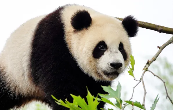 Look, face, leaves, close-up, portrait, bear, bear, Panda