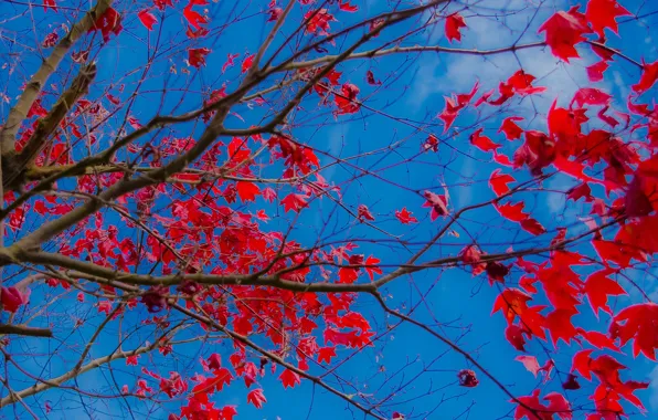 Picture autumn, the sky, leaves, branches