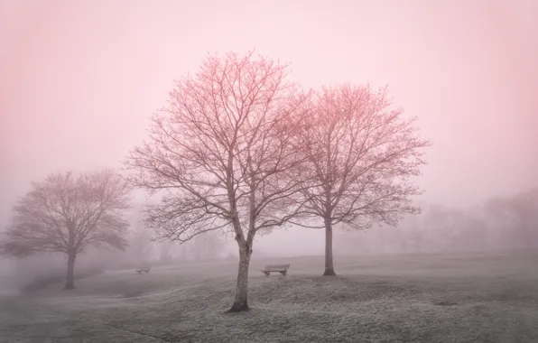 Landscape, fog, Park