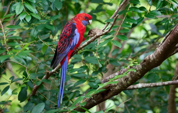 Picture greens, leaves, branches, red, bird, parrot, the bushes