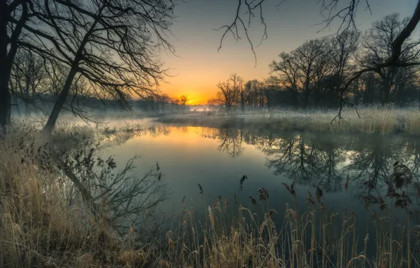 Picture trees, landscape, branches, nature, fog, reflection, dawn, grass