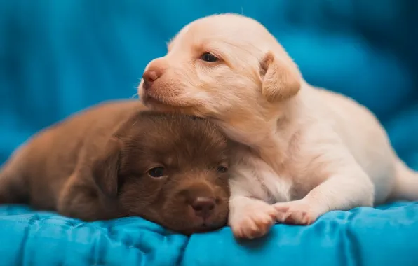 Picture puppies, pair, kids
