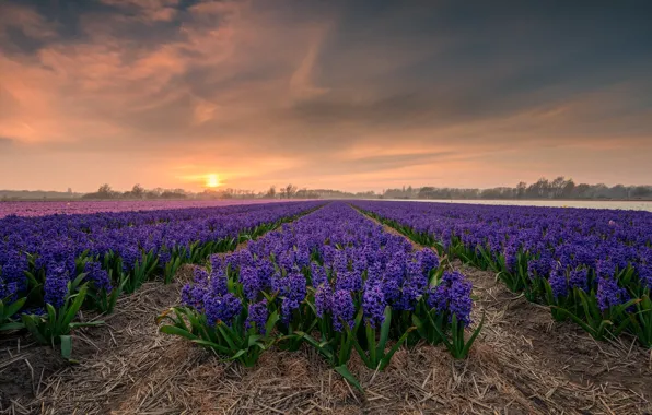 Field, the sky, the sun, clouds, flowers, fog, dawn, dal