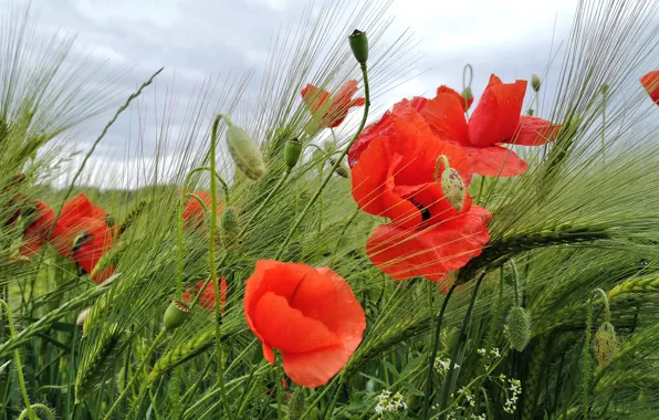 Greens, flowers, rye, Maki, red, ears, a lot, poppy field