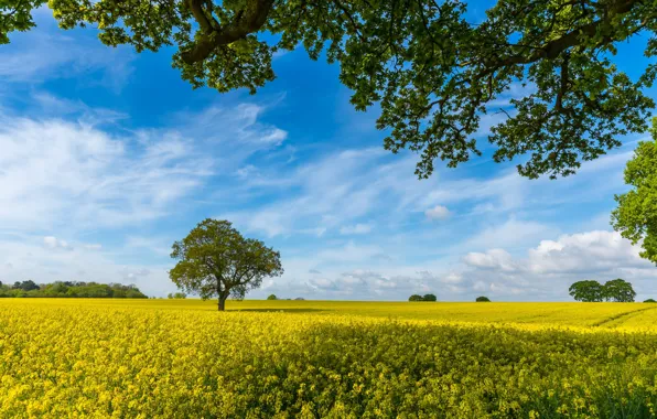 Picture field, the sky, branches, tree, England, rape