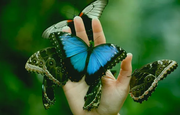 Butterfly, hand, wings, beautiful, blurred background