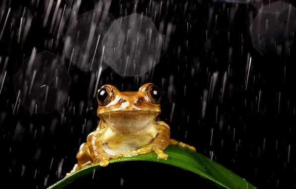 Picture drops, sheet, rain, frog