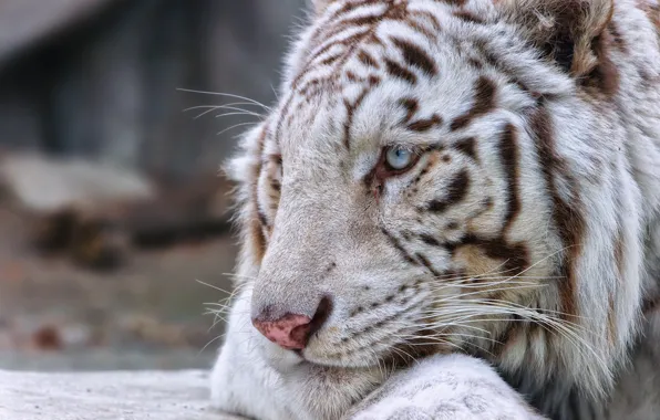 Picture cat, face, profile, white tiger