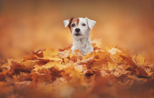 Autumn, dog, face, fallen leaves, Jack Russell Terrier, Yana Narbutovich