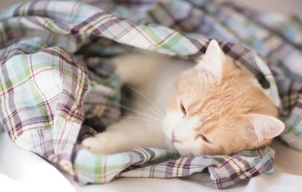Cat, lies, plaid