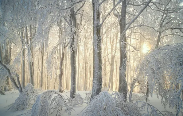 Picture winter, forest, snow, trees