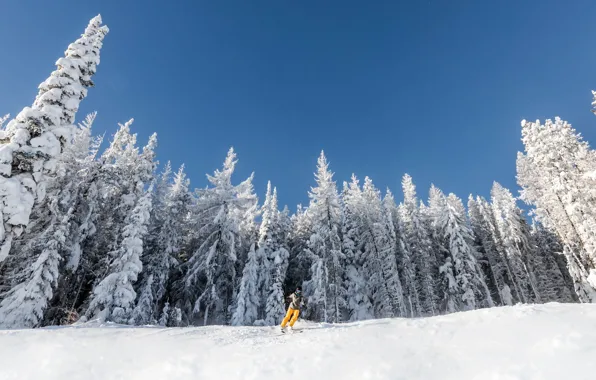 Winter, snow, skier