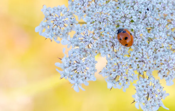 Picture macro, flowers, ladybug, beetle, spring, white, yellow background, nasekomoe