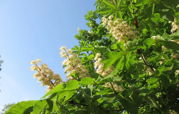 The sky, flowers, chestnut, spring 2018, Mamala ©, blooming chestnut
