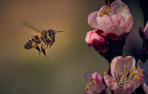Summer, nature, bee