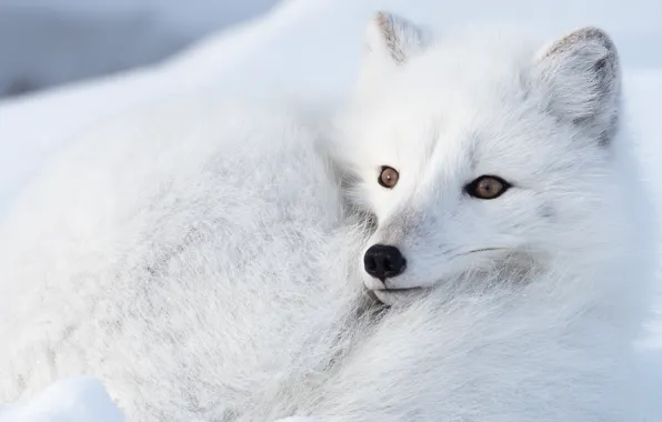 Winter, face, snow, lies, Fox