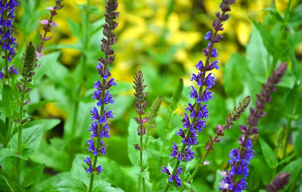Field, grass, leaves, flowers, stem, meadow