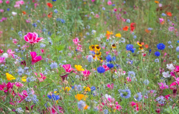 Picture field, summer, grass, flowers, meadow