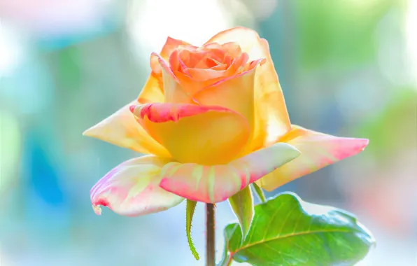 Picture macro, background, rose, petals, Bud, beauty