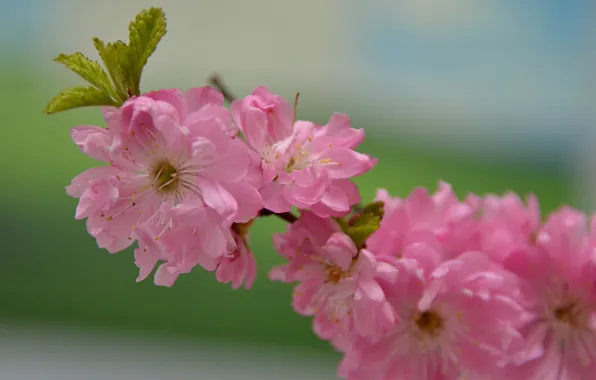 Branch, Sakura, pink color