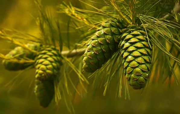 Picture needles, branch, bump, pine